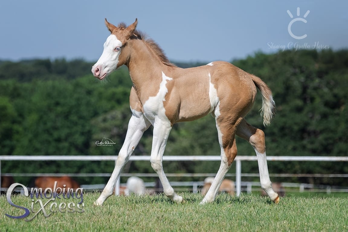 Coloured Foal @Shining C Grulla Horses